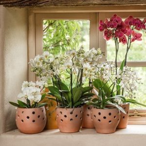 Terracotta orchid pots - set of 3