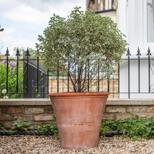 Terracotta shrub pot