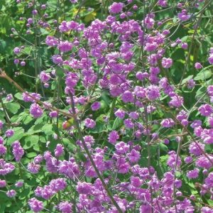 Thalictrum delavayi Hewitt's Double