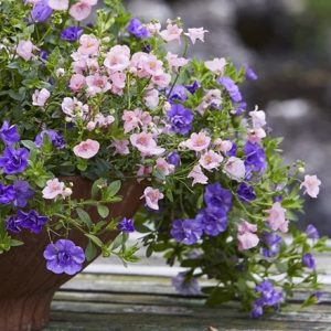 The Light Before Dawn - Easyplanter for hanging baskets & patio pots