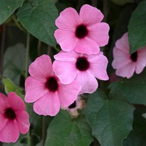 Thunbergia alata SunEyes Rose Sensation