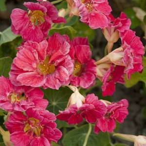 Tropaeolum majus Cherry Rose Jewel