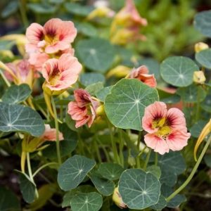 Tropaeolum majus Ladybird Rose