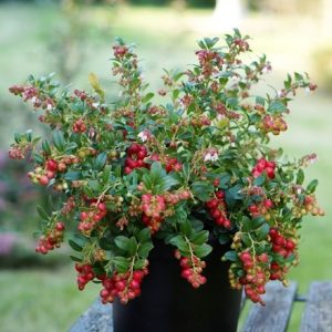 Vaccinium vitis-idaea Fireballs ('Lirome') (PBR)