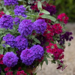 Verbena Endurascape Dark Purple ('Balendakle')