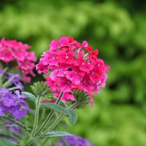 Verbena Endurascape Hot Pink ('Balendopin')