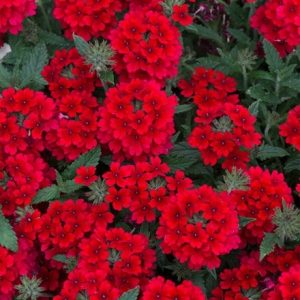 Verbena Showboat Dark Red (Showboat Series)