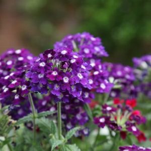 Verbena Showboat Dark Violet (Showboat Series)