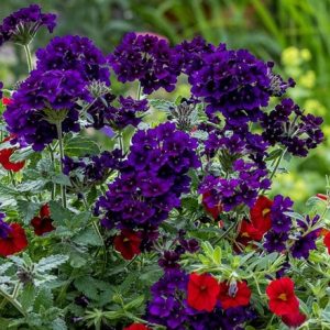 Verbena Showboat Midnight (Showboat Series)