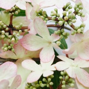 Viburnum plicatum f. tomentosum Kilimanjaro Sunrise ('Jww5') (PBR)