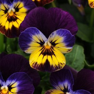 Viola Sorbet F1 Midnight Glow (Sorbet Series)