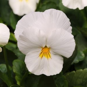 Viola × wittrockiana Cool Wave White