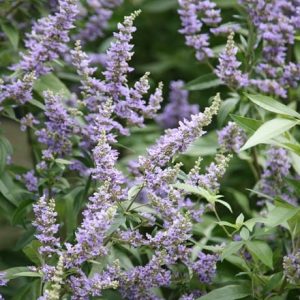 Vitex agnus-castus Delta Blues ('Piivac-I')