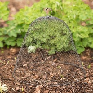 Wire cloche chicken wire - antique bronze