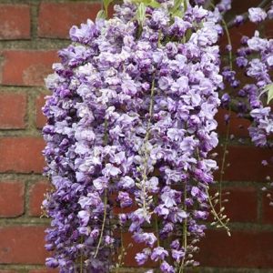 Wisteria floribunda Yae-Kokuryū