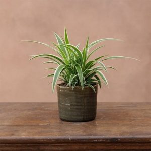 Wonky glazed plant pot - green