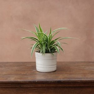 Wonky glazed plant pot - ivory