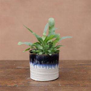 Wonky mini ombre plant pot - blue & white