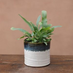 Wonky mini ombre plant pot - green & white