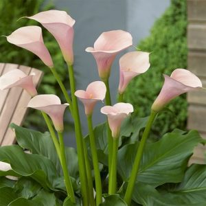 Zantedeschia aethiopica Flamingo (PBR)