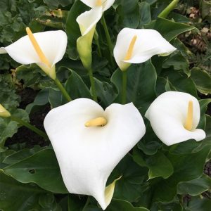 Zantedeschia aethiopica Snow White (PBR)