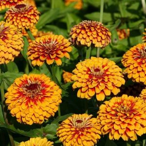 Zinnia elegans Macarenia