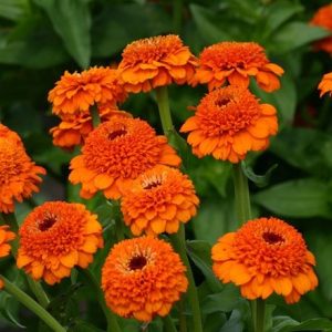 Zinnia elegans Zinderella Orange