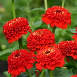 Zinnia elegans Zinderella Red