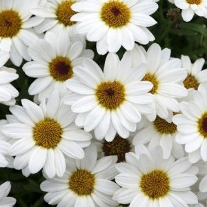 marguerite Grandaisy Ivory White (Grandaisy Series)