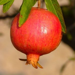 pomegranate Dente di Cavallo