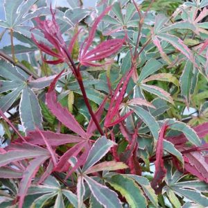 Acer palmatum Gwens's Rose Delight