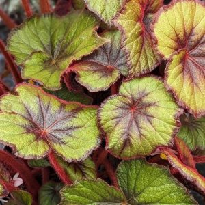 Begonia Curly Fireflush