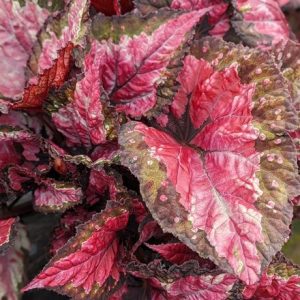 Begonia Hilo Holiday