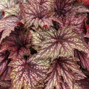 Begonia Joyful Blaze