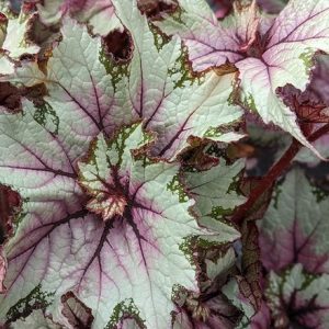 Begonia Pink Twist