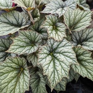 Begonia Silver Cloud