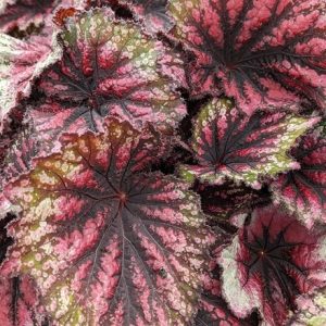 Begonia Star Bright