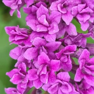 Buddleja lindeyana Floral Fanfare (PBR)