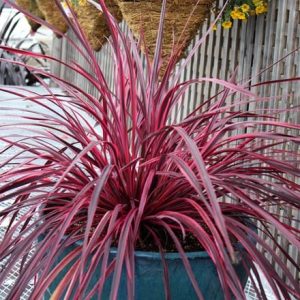 Cordyline Raspberry Festival (PBR)