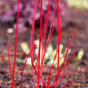 Cornus alba Baton Rouge ('Minbat') (PBR)