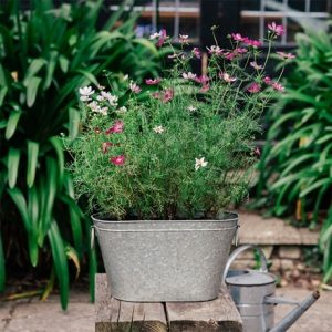 Cosmos butterfly container plant collection