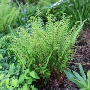 Dryopteris affinis Cristata