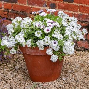 Forever white container plant collection