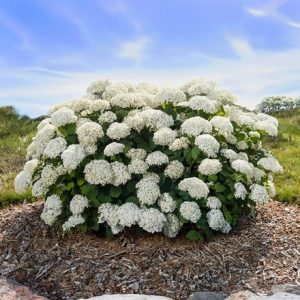 Hydrangea arborescens FlowerWOW ('BALful') (PBR)