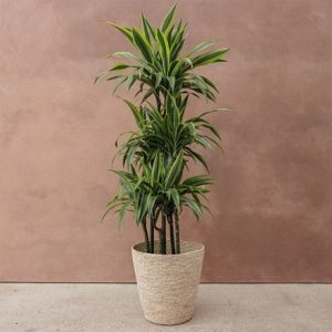 Large woven jute plant pot - natural