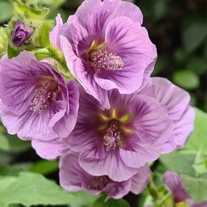 Lavatera falcata Lilia Twirl (PBR)