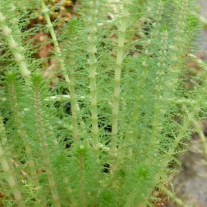 Myriophyllum crispatum