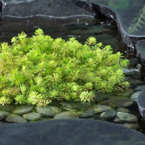 Myriophyllum rubricaule Red Stem