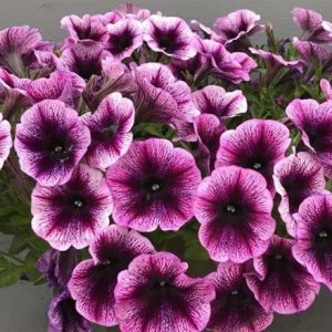 Petunia Cascadias Purple Ice