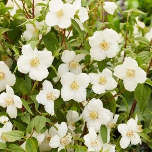 Philadelphus Petite Perfume White ('W1') (PBR)